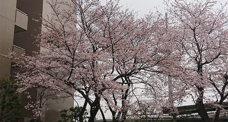 公園の桜7分咲き