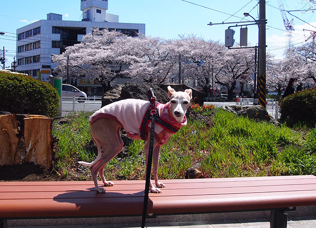 桜とベンチとイタグレ