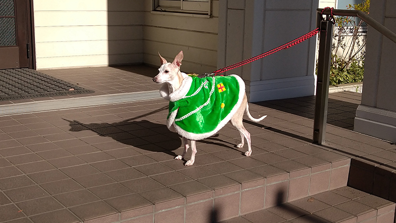 クリスマスツリーマント　犬の服