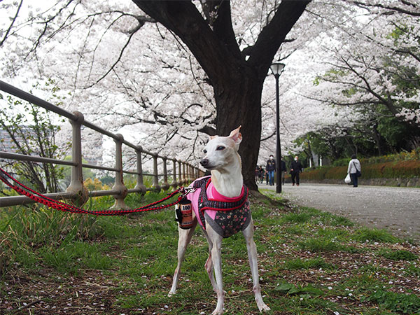 イタグレ散歩　桜満開