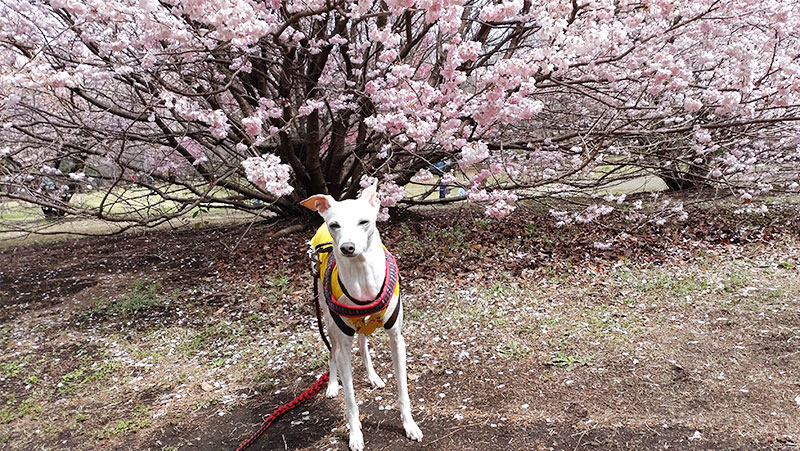 早咲きの桜とイタグレ