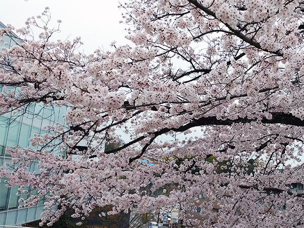 よみうりランドの桜