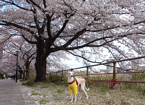 桜並木とイタグレ