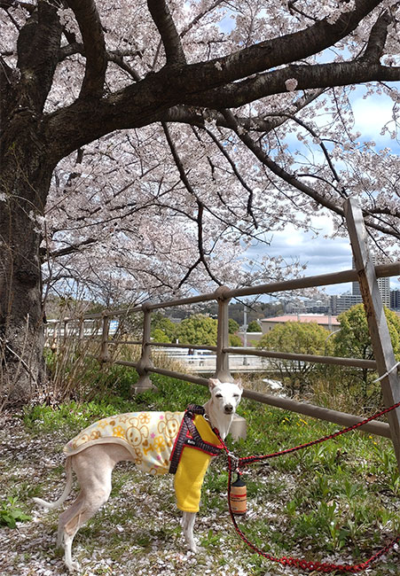 桜とイタグレ