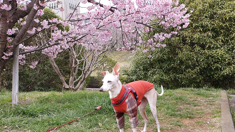 早咲きの桜満開　イタグレと