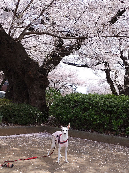 桜とイタグレ