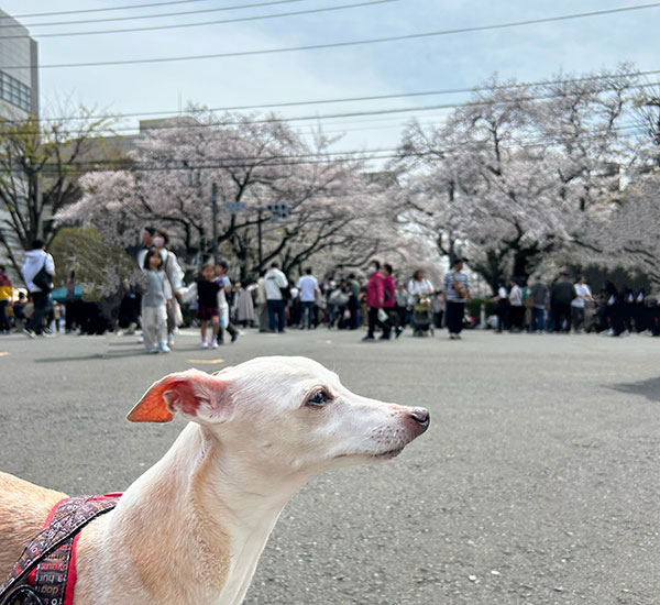 桜祭り散歩　イタグレamica