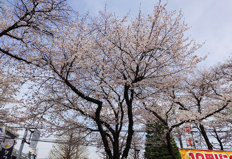 屋台・テントの上の桜　満開