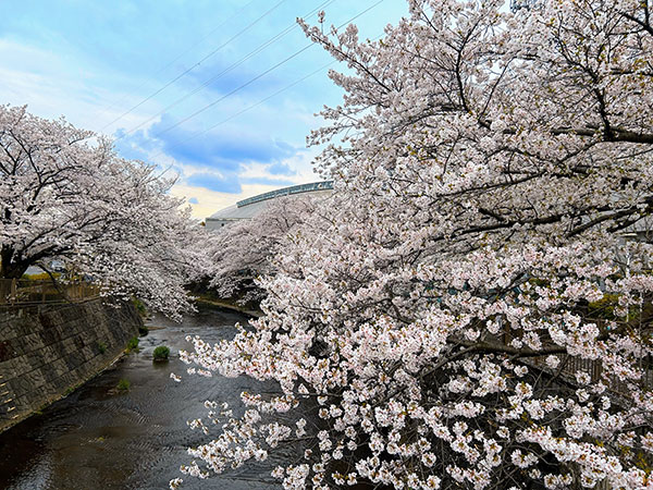 恩田川の桜満開