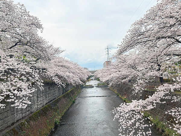 恩田川の桜満開　2024-4-8
