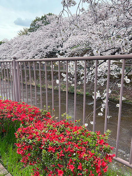 恩田川の桜と椿