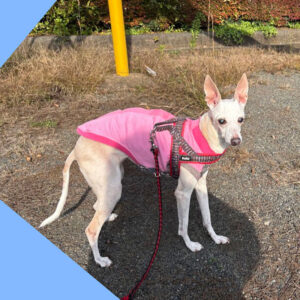 まだまだ元気にお散歩しようね　イタグレ15歳