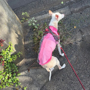 背中の合わせ、マジックテープも違和感ない様子