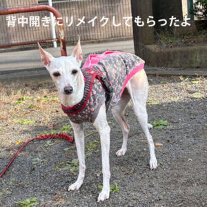 リメイクした服でお散歩