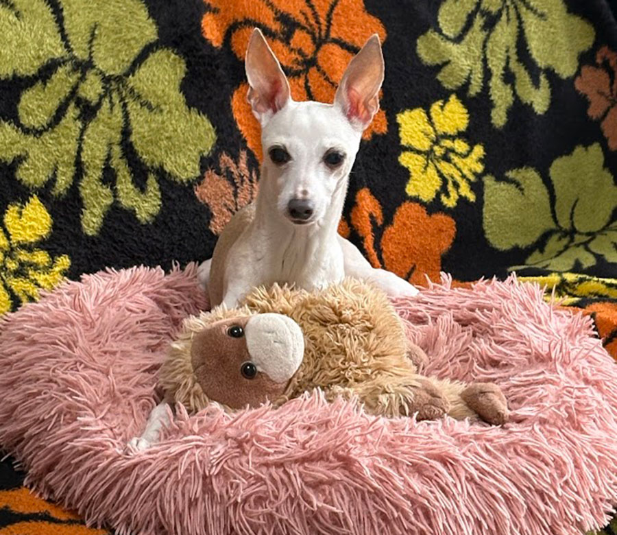 犬ぐれの大好きなオモチャ　ウータン