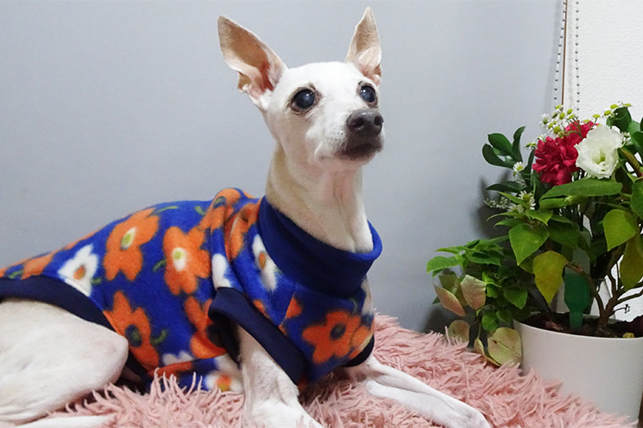 シニアイタグレ服