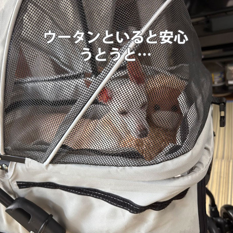 ウータンとうとうと　ペットカートの中で