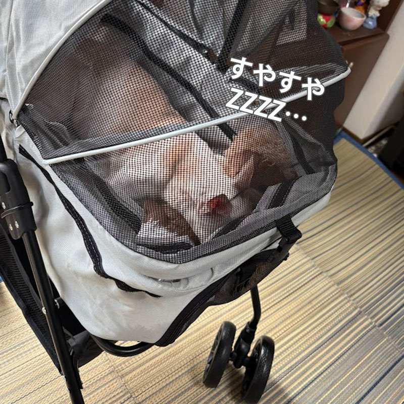 すやすやお昼寝