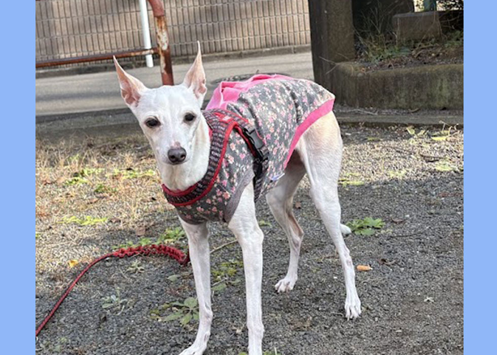 シニアイタグレ　服　リメイク