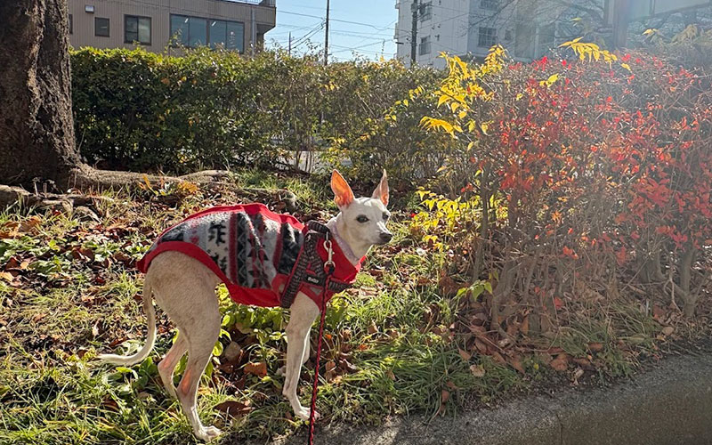 シニア犬との暮らし　些細な変化を見落とさずに