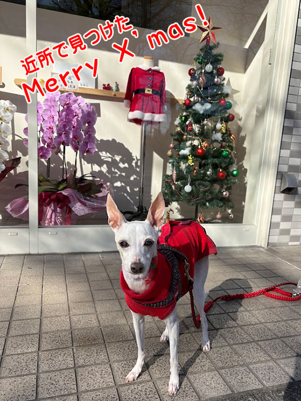 近所でみつけたクリスマス飾り