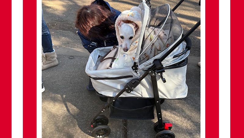初詣　ペットーカートで　シニアイタグレ
