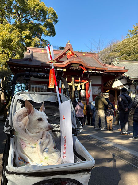 ペットカートで犬と初詣