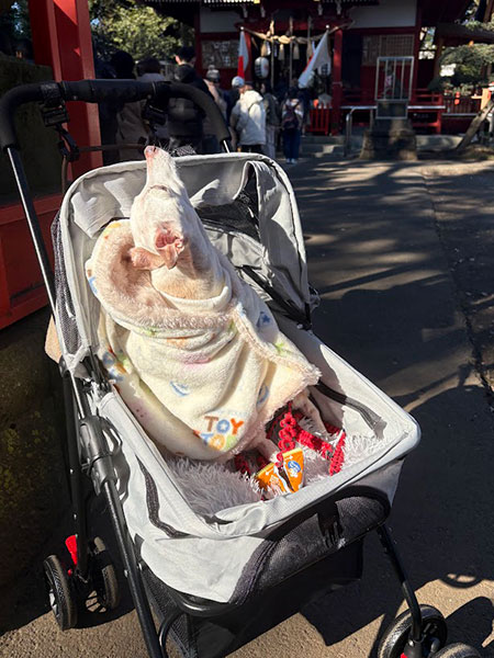 ハトを追うイタグレシニア