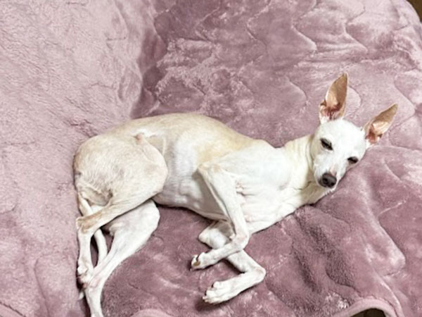 シニアイタグレ　居眠り