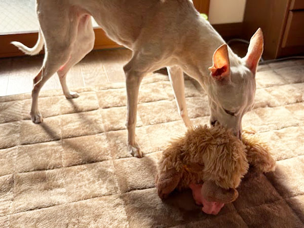 シニアイタグレのオモチャ遊び