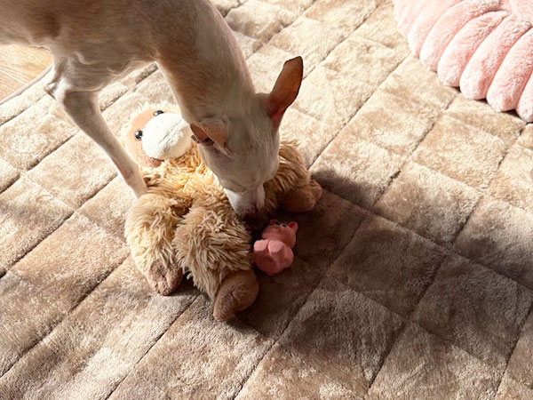 シニアイタグレの大好きなオモチャ