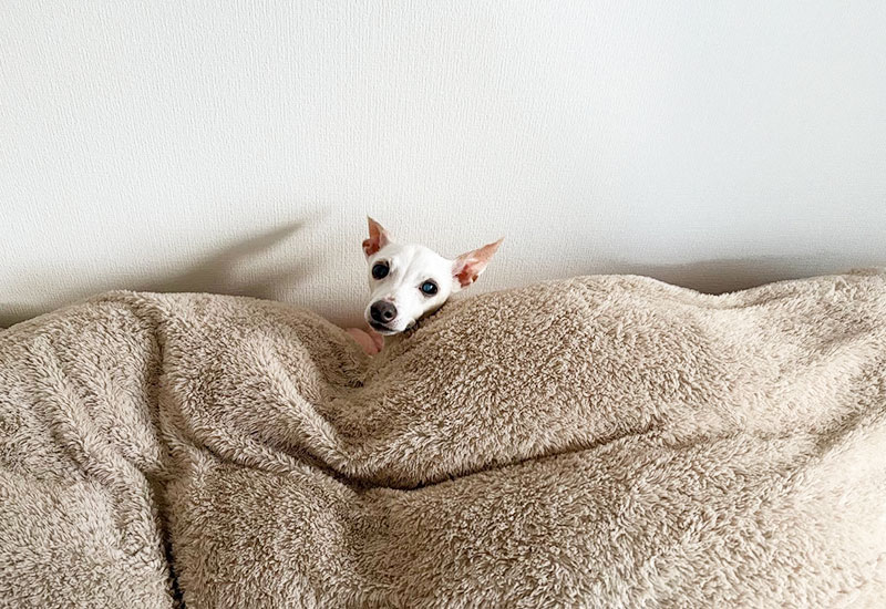 よく寝るシニアイタグレ