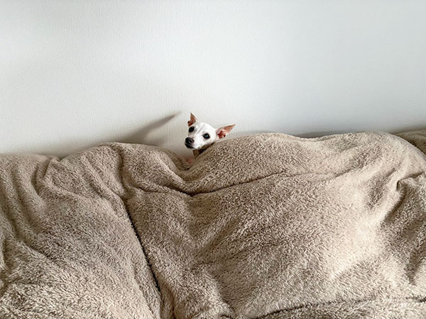 シニアイタグレ　ベッドと壁の間から