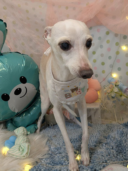 トリミングサロンでの写真