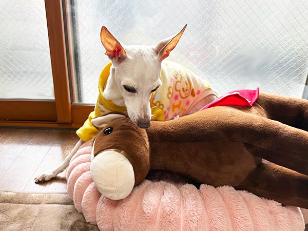 意外とふわふわじゃない