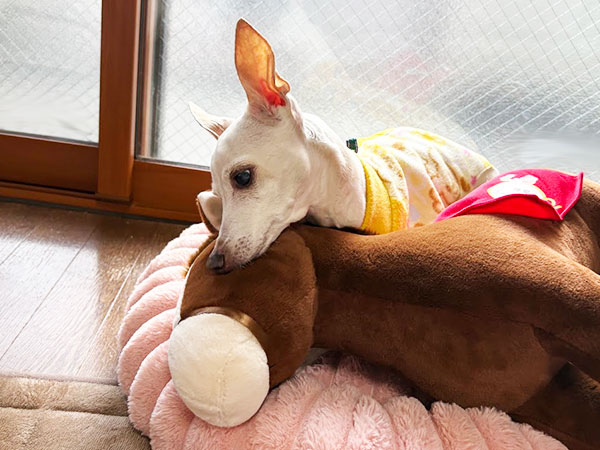 仲良くしてあげるわよ