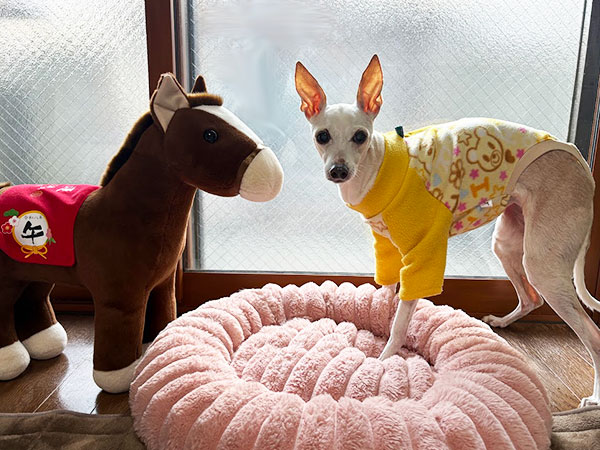 馬のぬいぐるみとシニアイタグレ