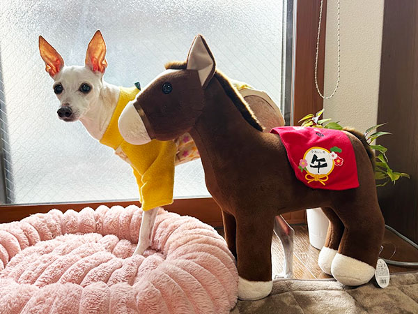 イタグレと干支の午のぬいぐるみ