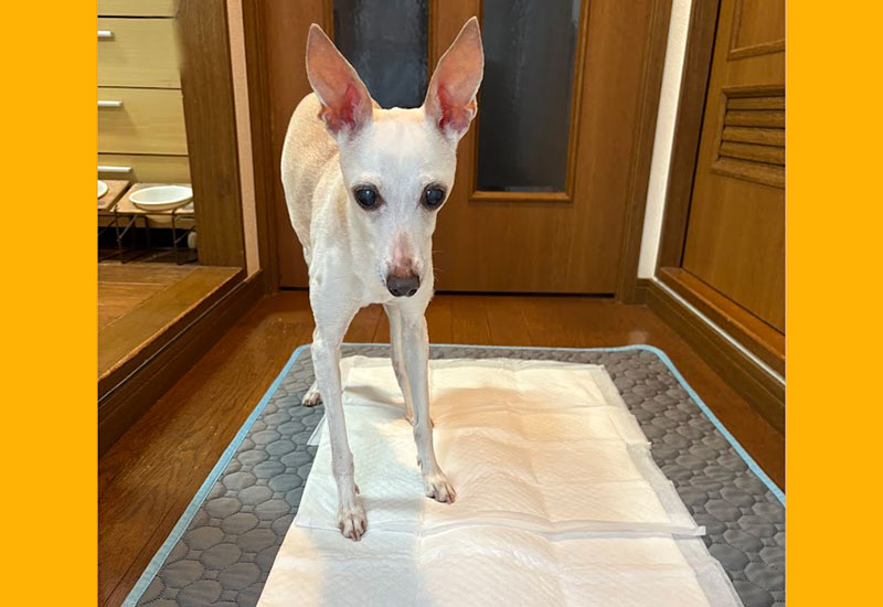 布製トイレの上にトイレシート　シニア犬のトイレ