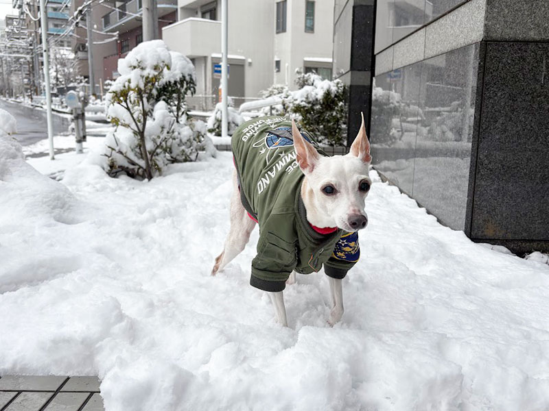 久しぶりの雪　シニアイタグレ