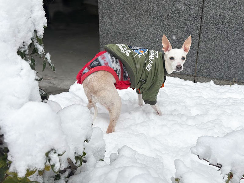 ふかふか雪の上の方が歩きやすそうなシニアイタグレ