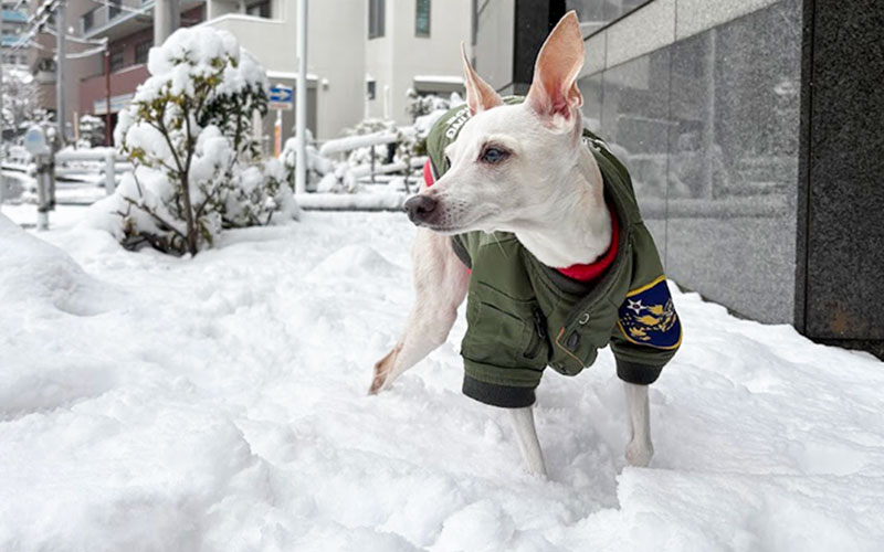 雪に立つ　シニアイタグレ