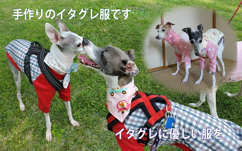 手作りのイタグレ服　イタグレに優しい服を