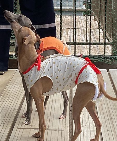 イタグレ男女　避妊・去勢　術後服