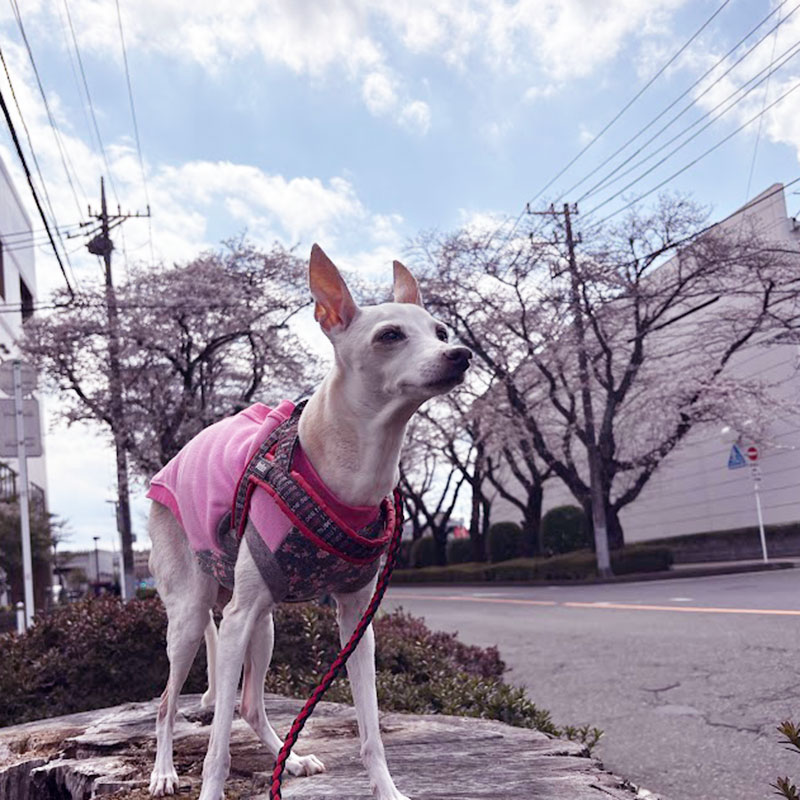 ピンクの服で桜散歩 2026 イタグレ