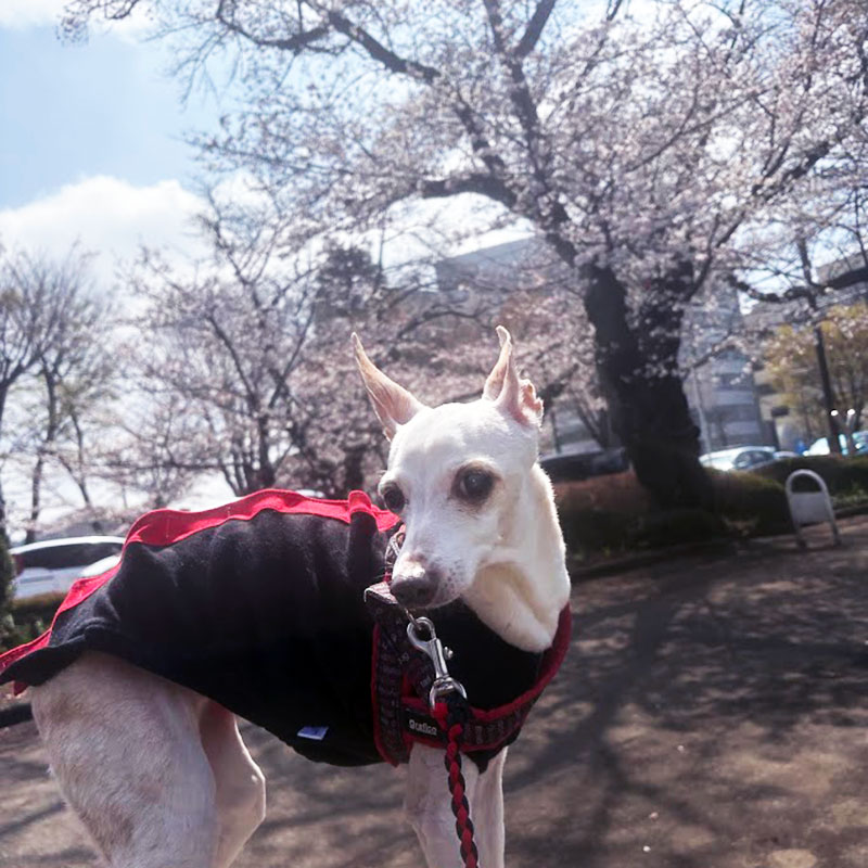 桜散歩 歩けたよ 15歳イタグレ