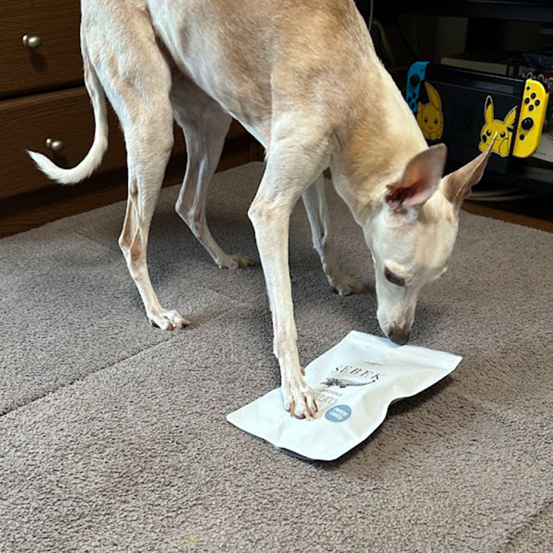 ワニのオヤツが好きすぎてヤバイ子 イタグレ