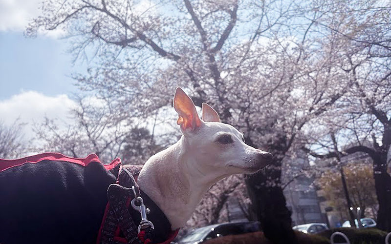 2026 春　桜散歩　イタグレamica