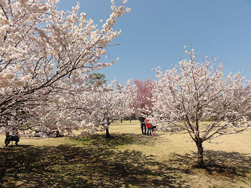 相模原公園の桜