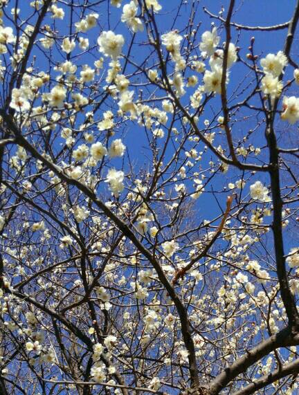 イタグレ散歩で見つけた梅の花